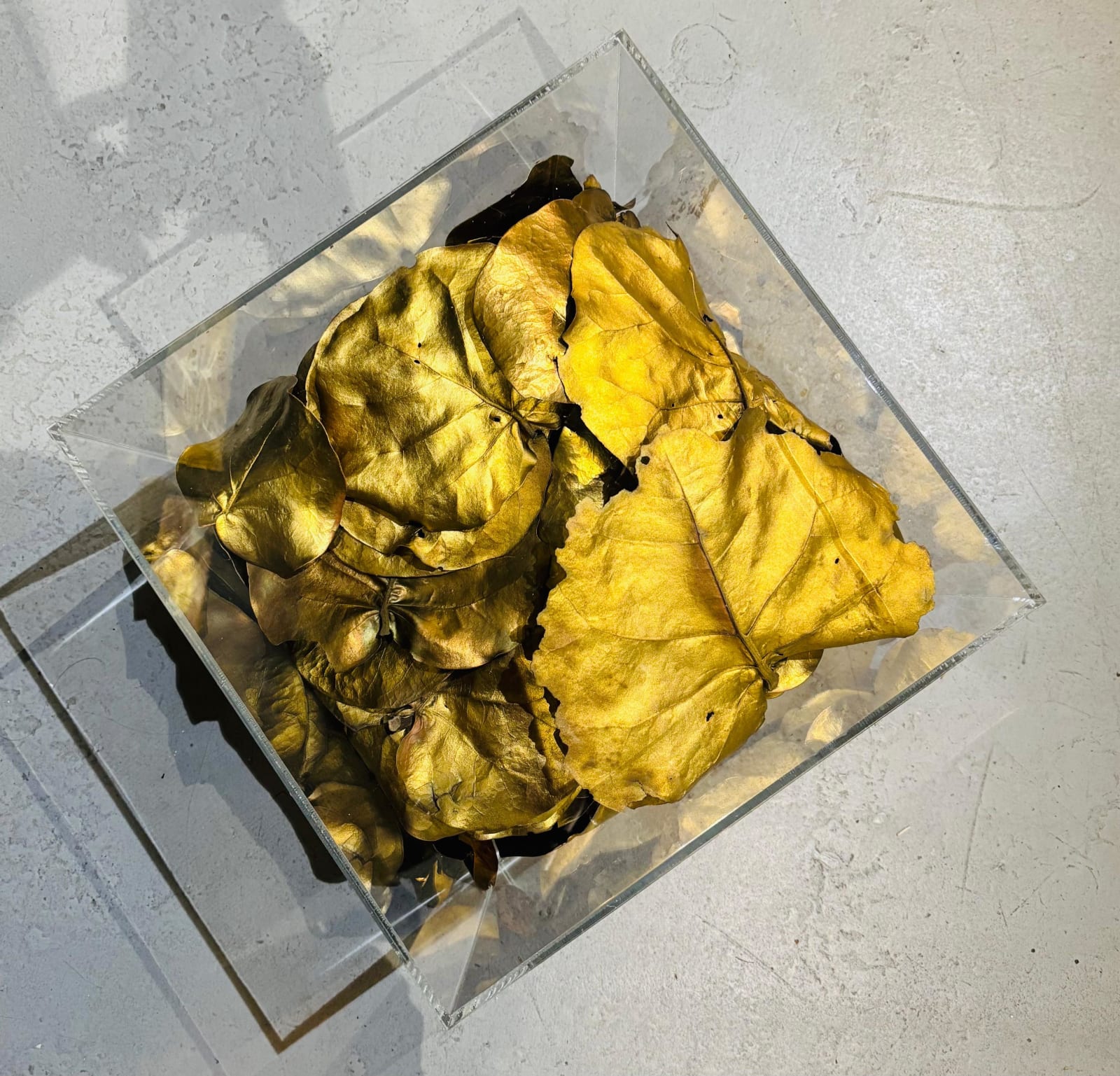 Francis Acea, Golden Years, 2008