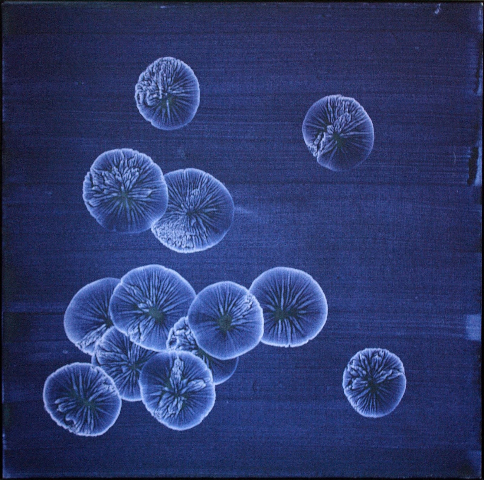 Rafal Bujnowski, Untitled (From Colonies Series), 2006
