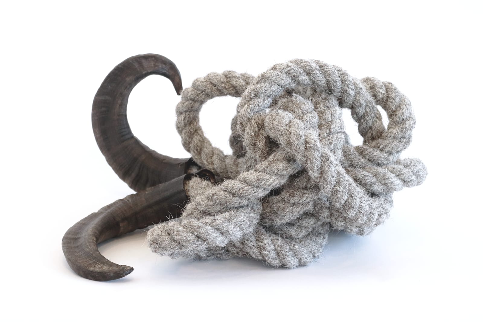 Susie MacMurray, Ram, 2022