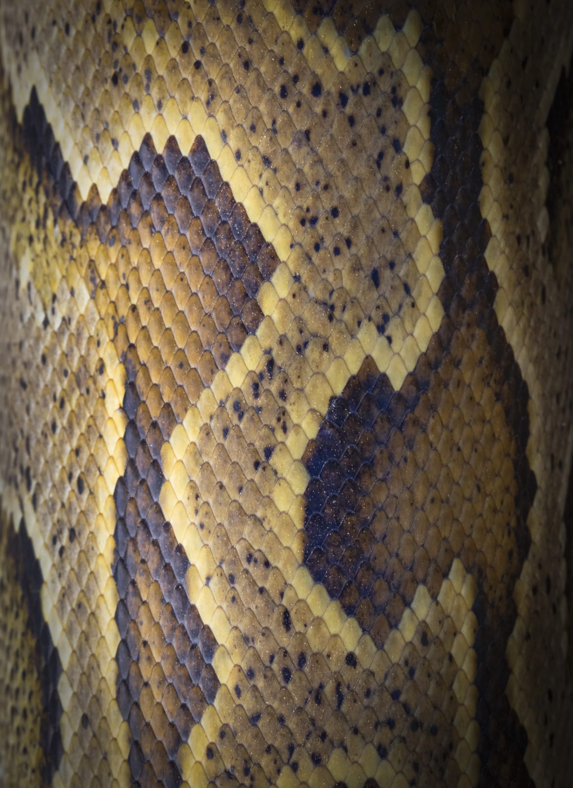 Steve Russell, Nature Unwrapped - Recoil _M1A4919