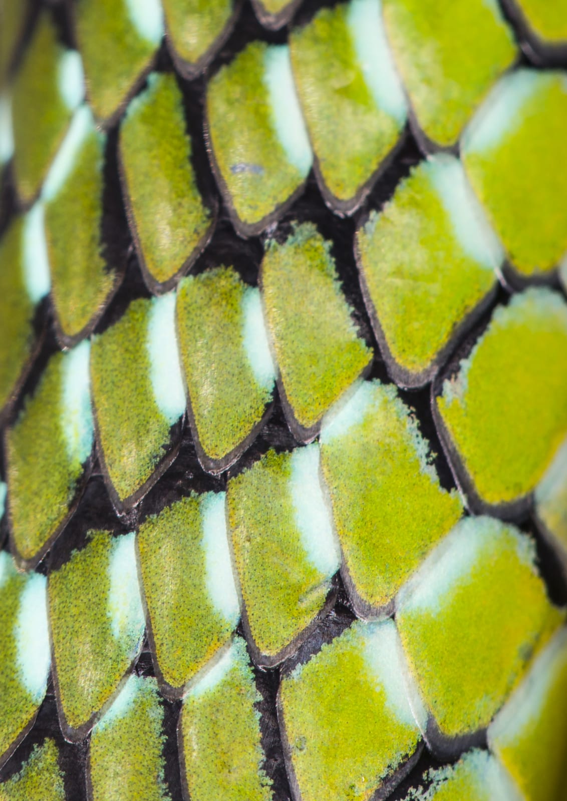 Steve Russell, Nature Unwrapped Green - Spotted Bush Snake