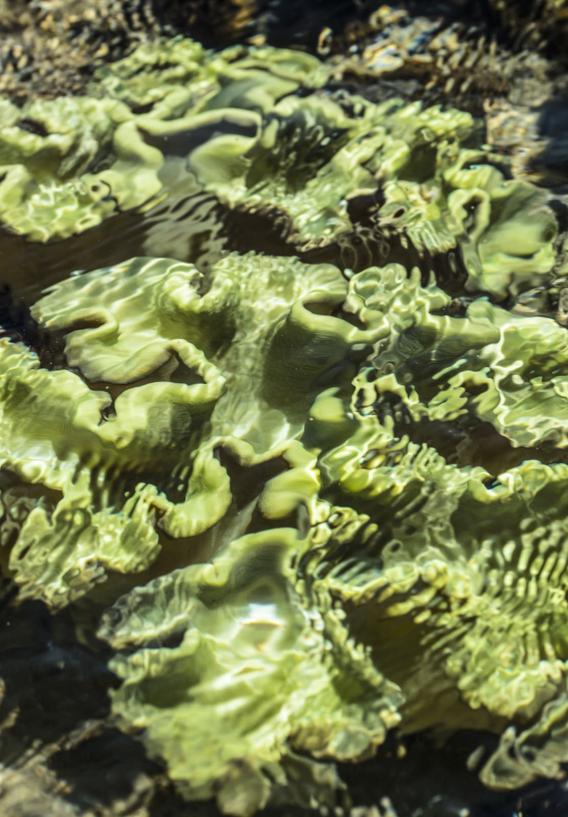 Steve Russell, Nature Unwrapped Green - Reef I, 2019