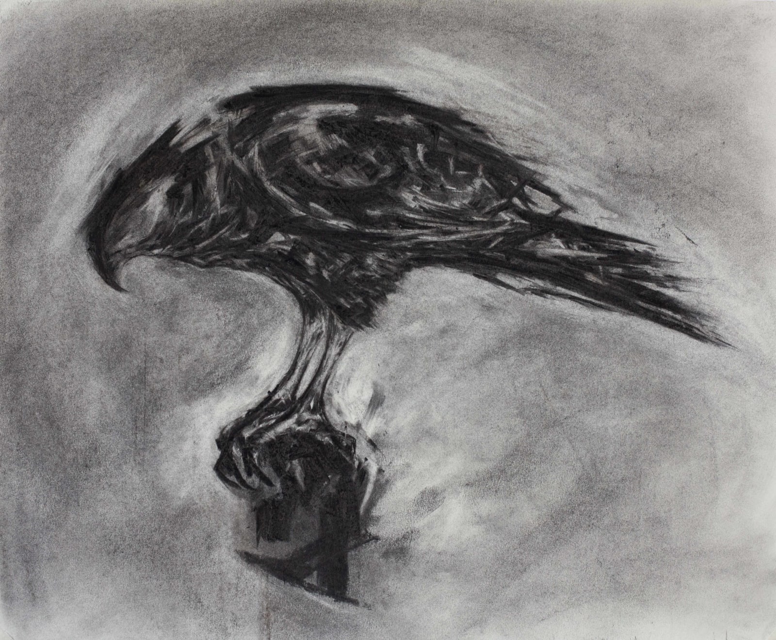 Joseph Paxton, Hawk, 2021