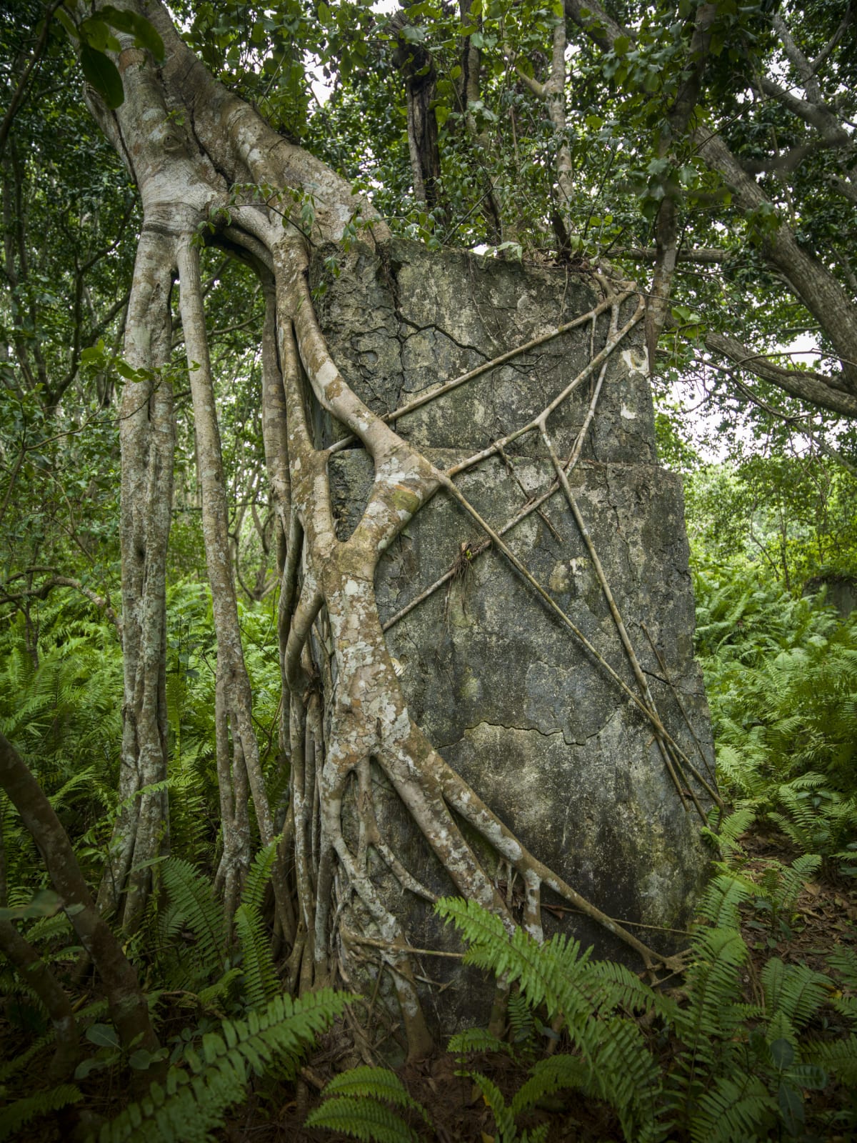 Steve Russell, Nature Unwrapped - Jozani Forest II