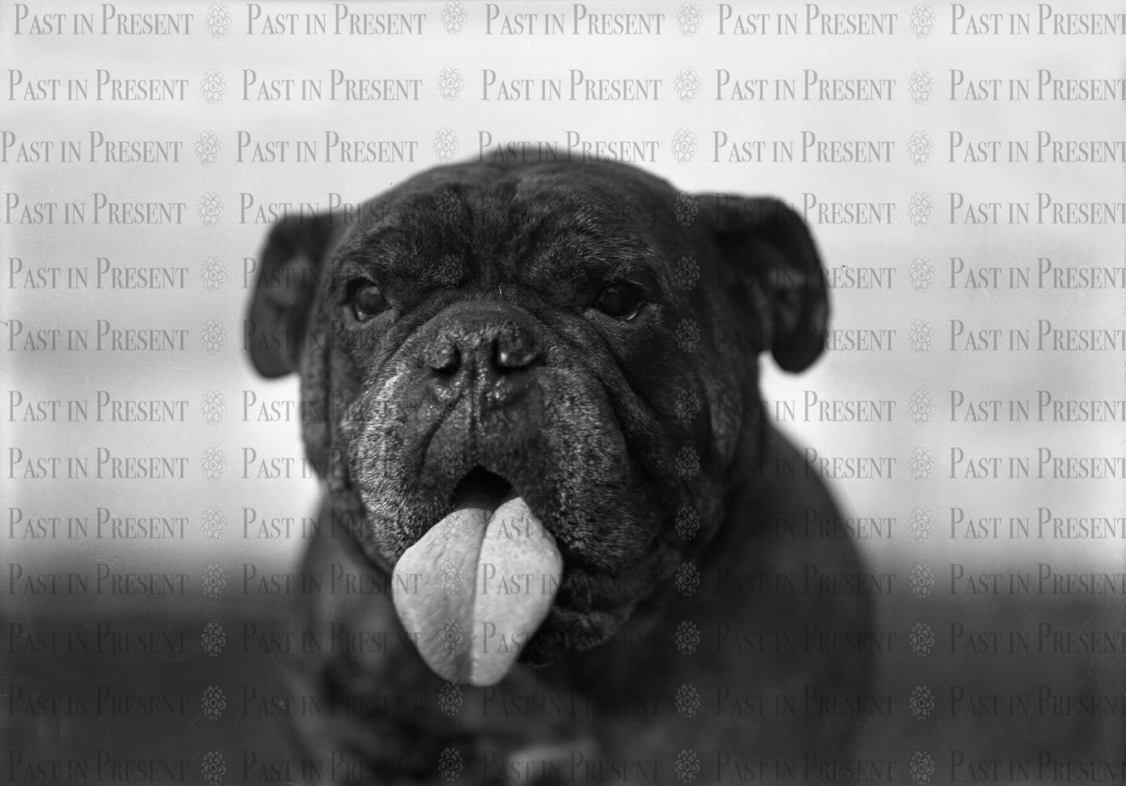 Brindle English Bulldog , c.1900's