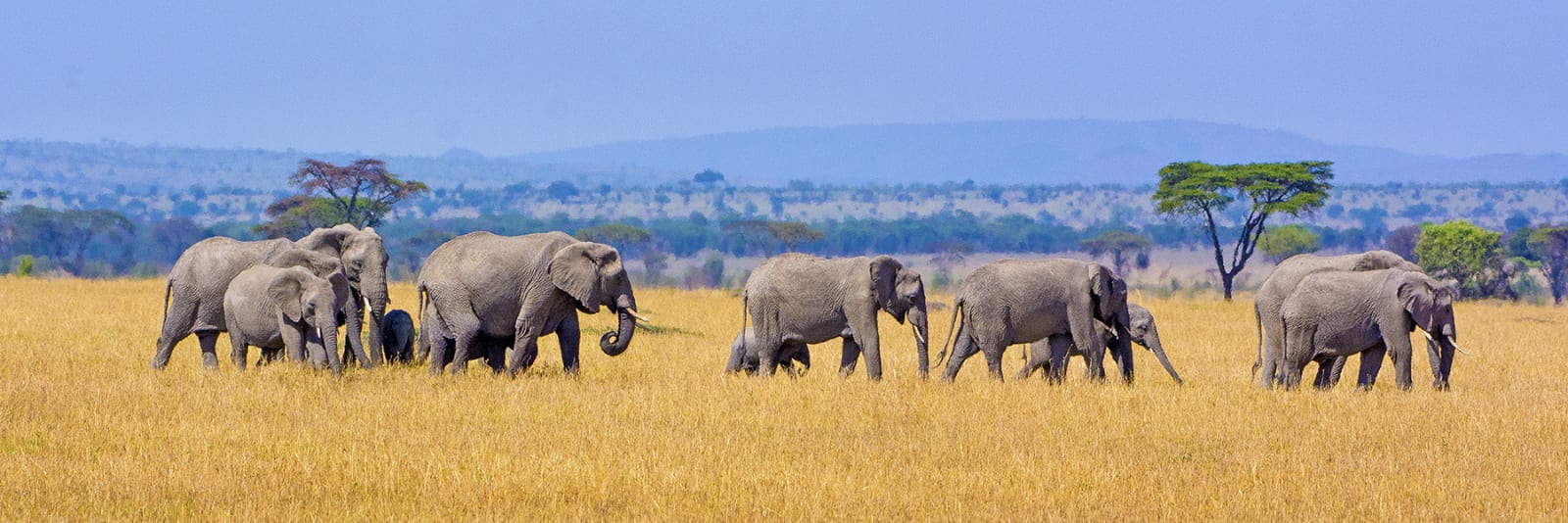 Paul Gruner, Elephant Crossing