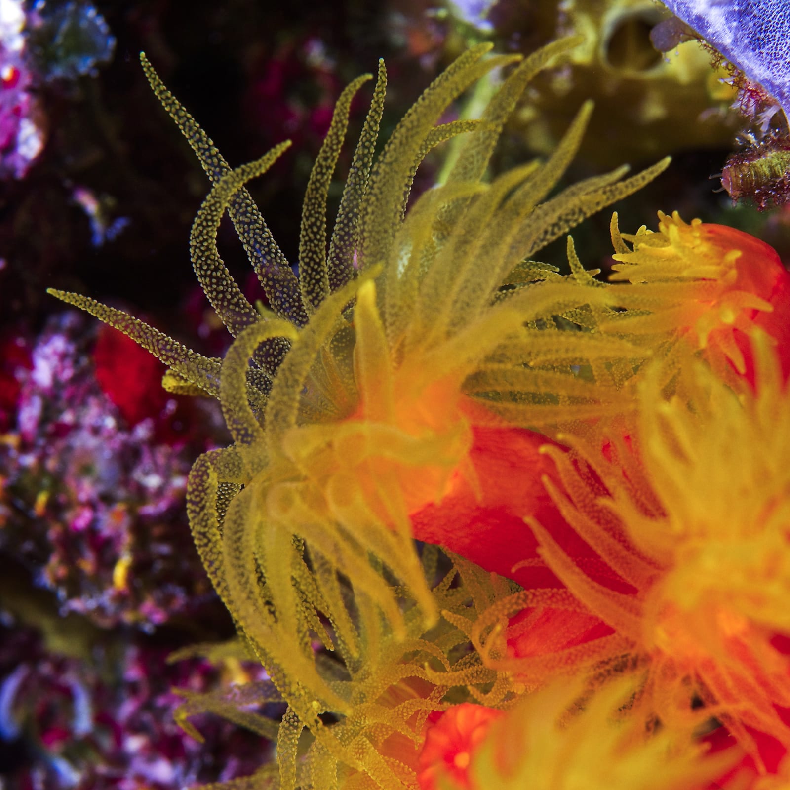 Paul Gruner, Sunburst