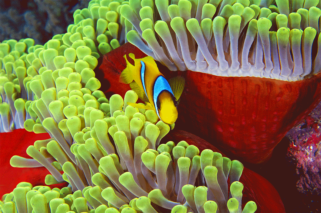 Paul Gruner, 3D Strawberry Fields