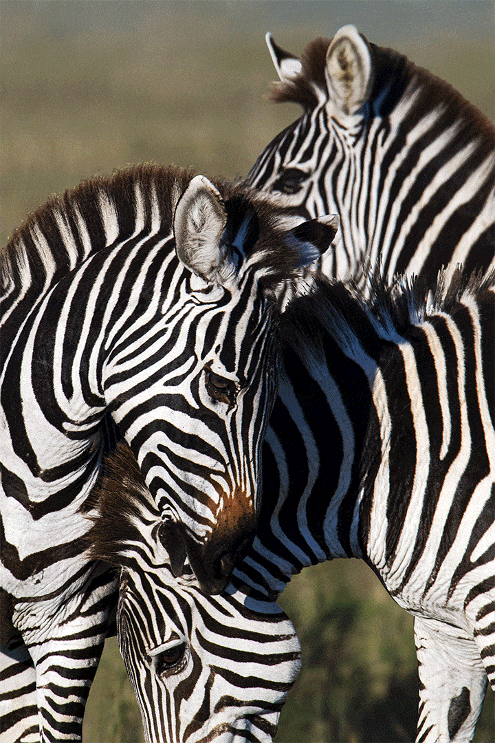 Paul Gruner, 3D Moment of Peace