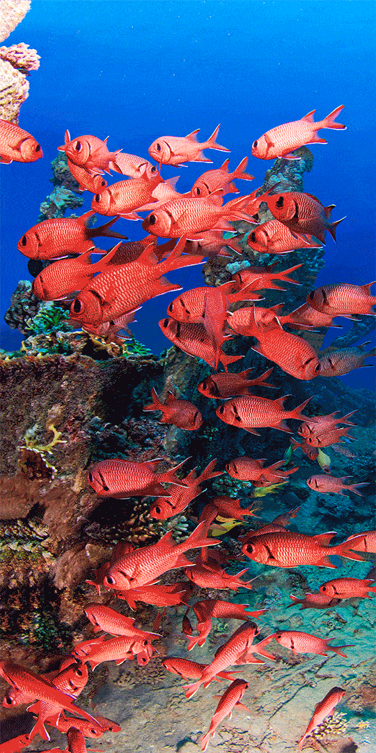 Paul Gruner, 3D Red Army