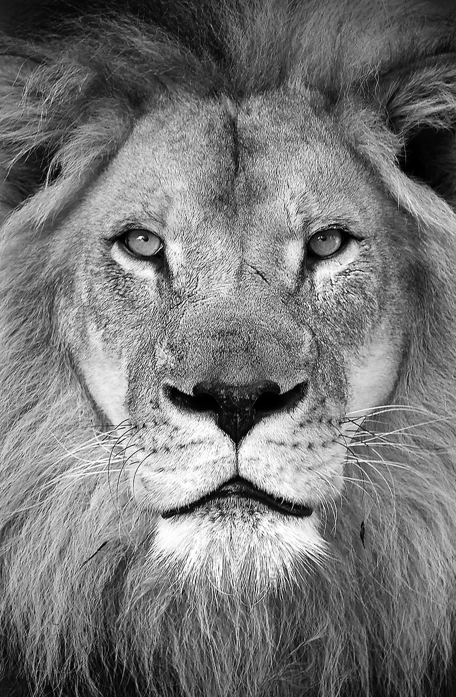 Ron McGill, Fearless