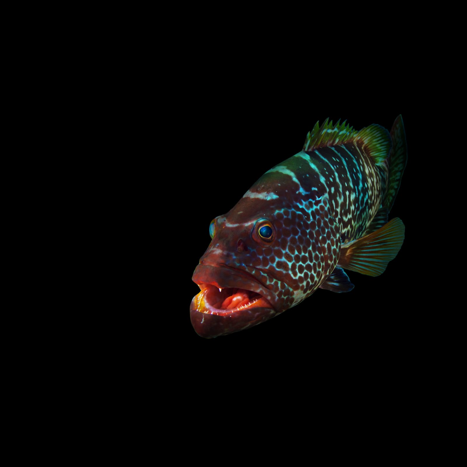 Paul Gruner, Black-N Grouper