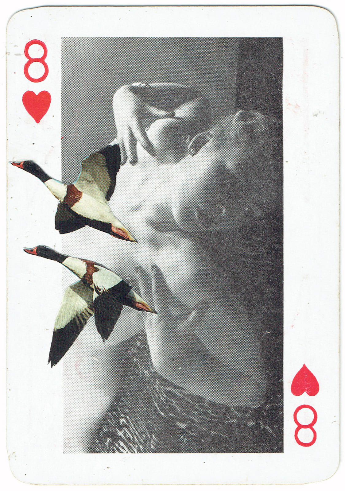 Sarah Hardacre, Eight of Hearts Shelduck, 2016