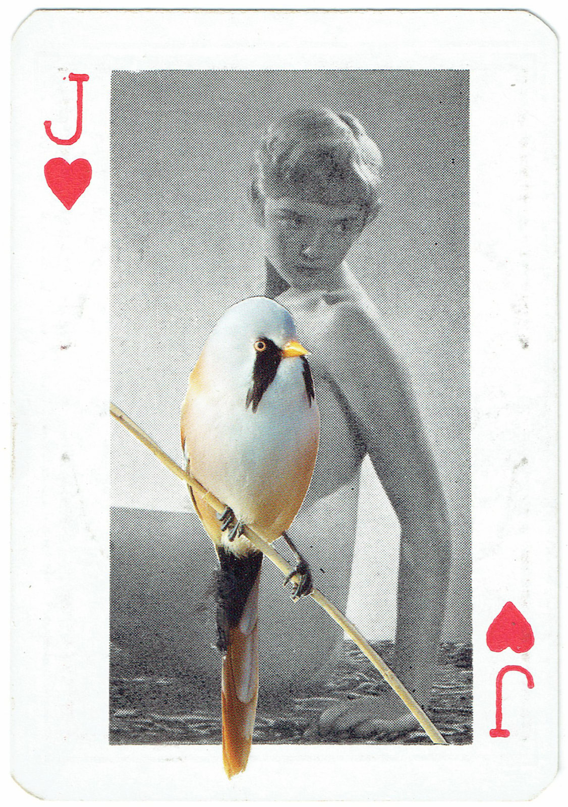 Sarah Hardacre, Jack of Hearts Bearded Tit, 2016