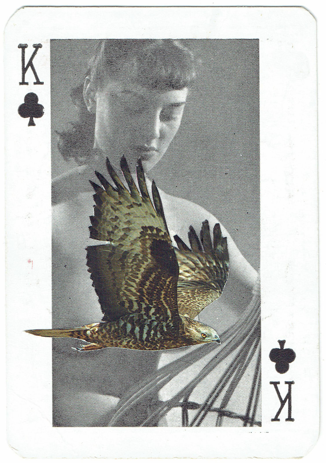 Sarah Hardacre, King of Clubs Honey Buzzard, 2016