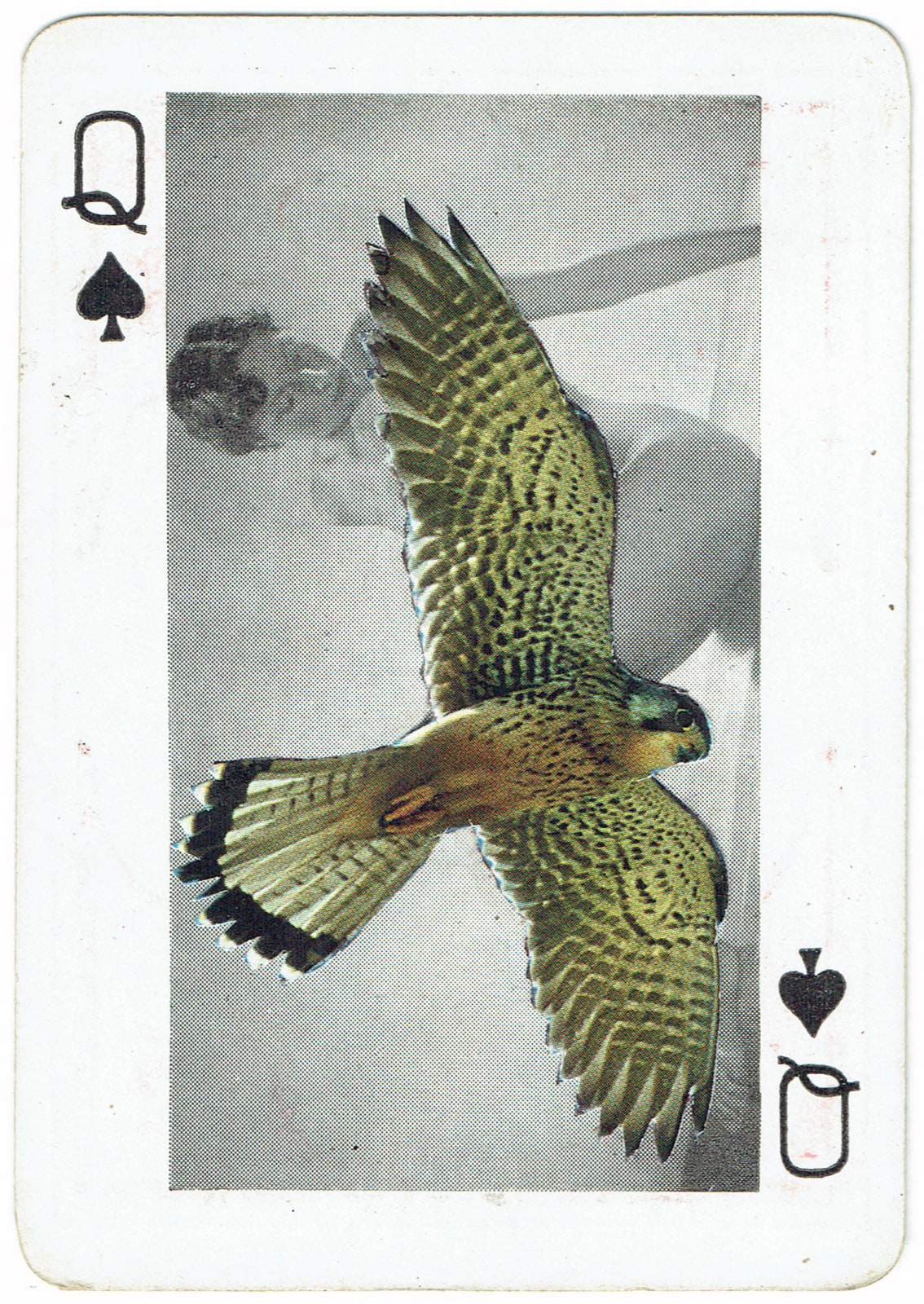 Sarah Hardacre, Queenof Spades Kestrel, 2016