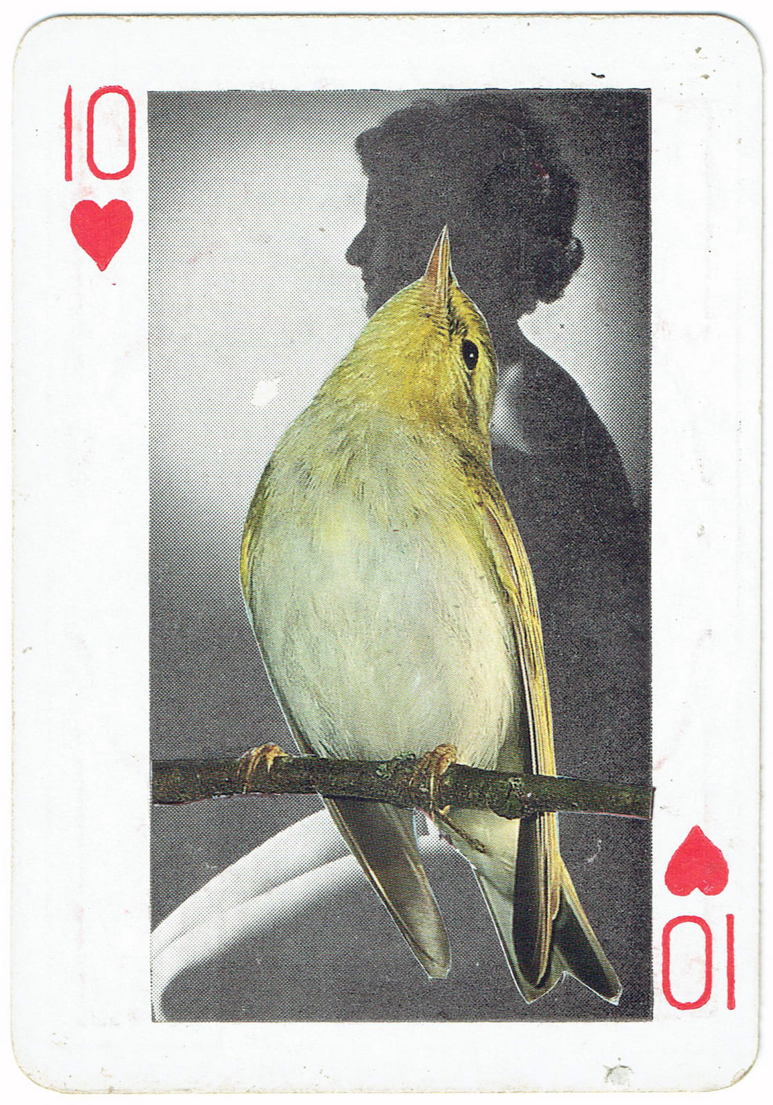 Sarah Hardacre, Ten of Hearts Wood Warbler, 2016