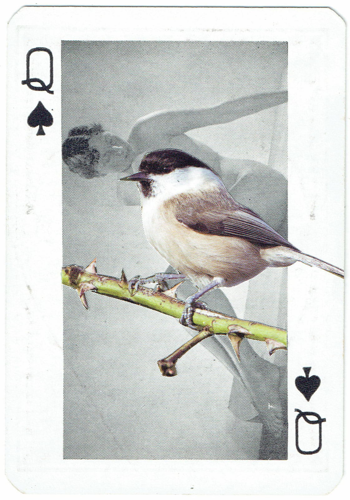 Sarah Hardacre, Queen of Spades Willow Tit, 2016