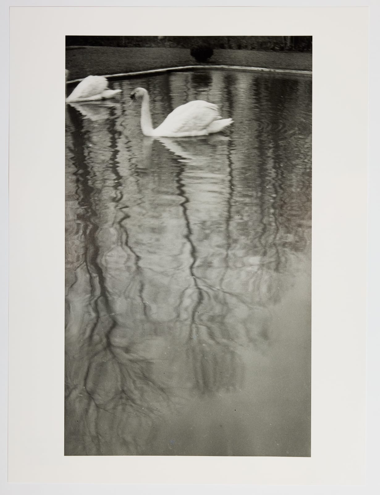 Dora Maar, Swans on a Basin (Cygnes sur un Bassin) c. 1925-1930, 2022