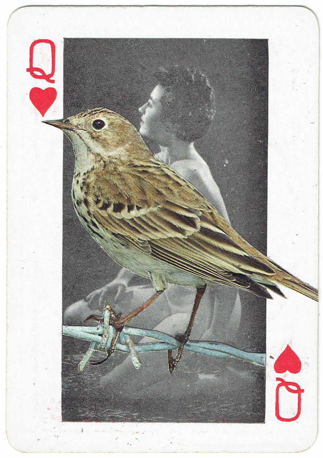 Sarah Hardacre, Queen of Hearts Meadow Pipit, 2016