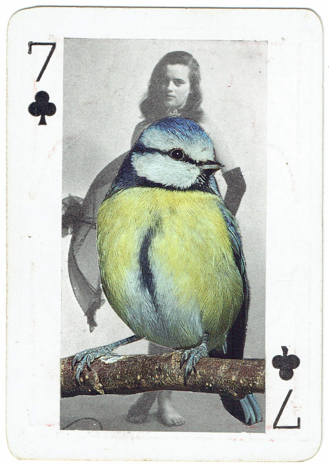 Sarah Hardacre, Seven of Clubs Blue Tit, 2016
