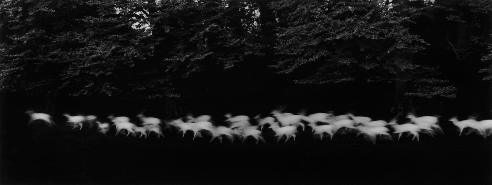 Paul Caponigro, Running White Deer, Ireland, 1967, printed 2019
