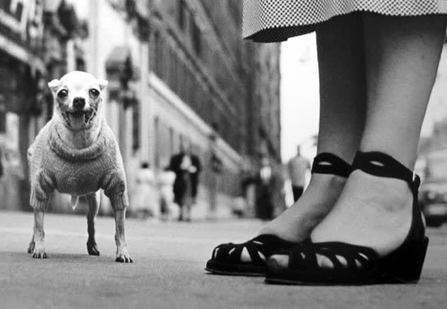 Elliott Erwitt, New York City [dog & sandals], 1946/Printed Later
