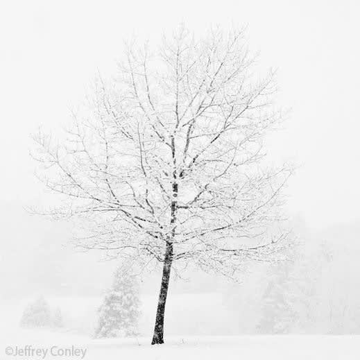 Jeffrey Conley, Lone Tree in Snow, 2007/Printed 2009