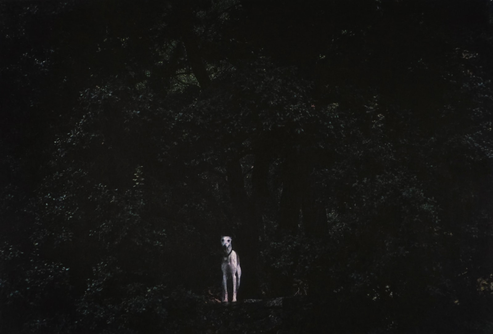Dolorès Marat, Le petit chien dans le bois, 2009
