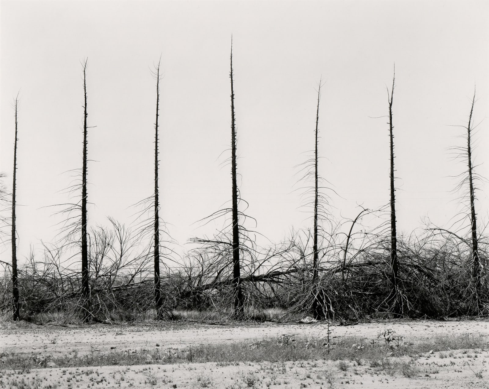 Ryan McIntosh, Wind Break, Lost Hills, CA, 2021