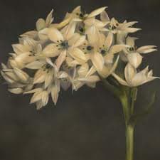 Brigitte Carnochan, Starflower, 2008