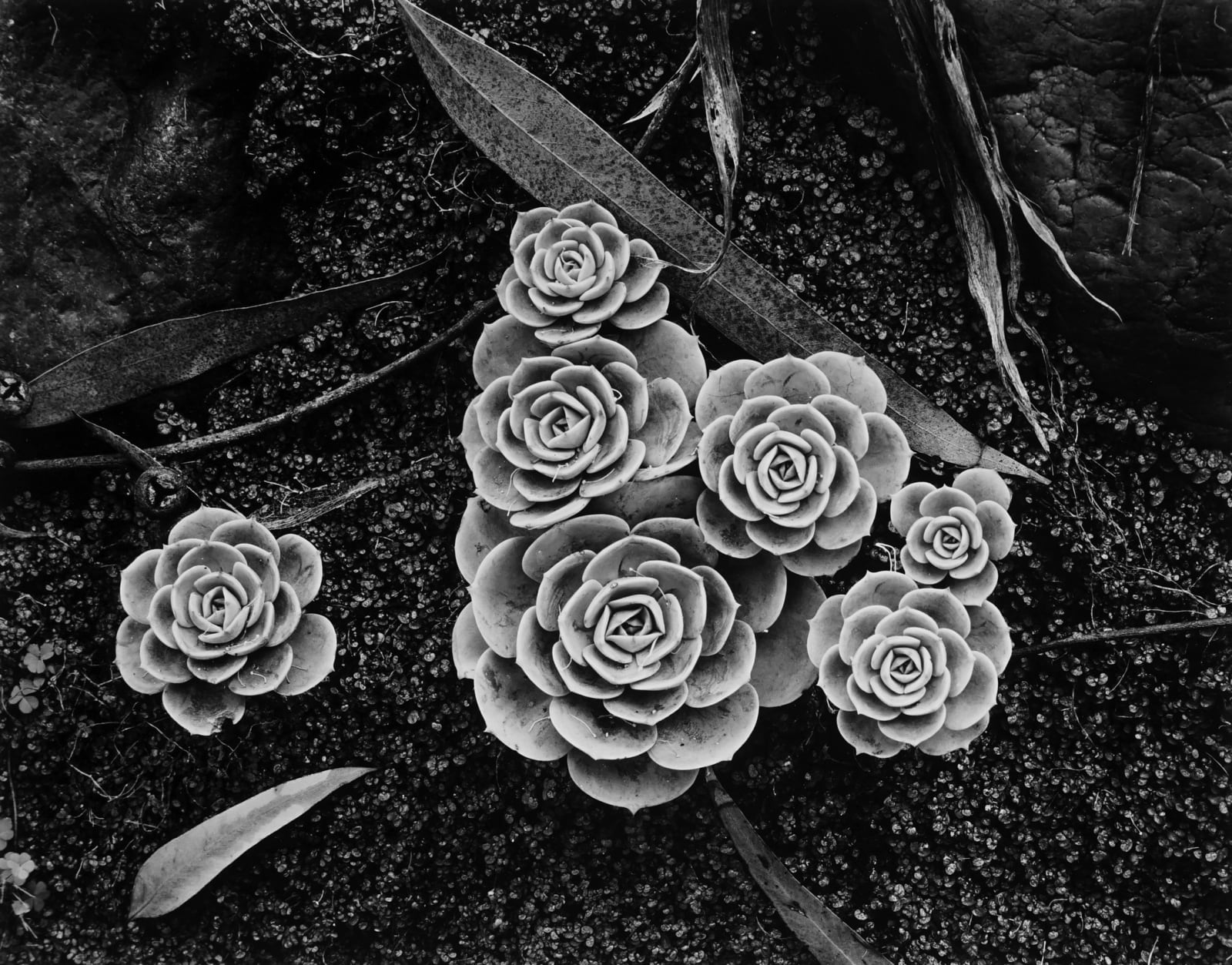 Brett Weston, Succulents, 1943 (Printed 1951)