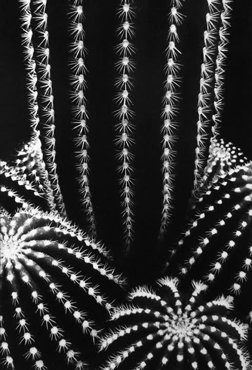Don Worth, Cactus: Trichocereus Schickendantzii, San Jose, California, 1976