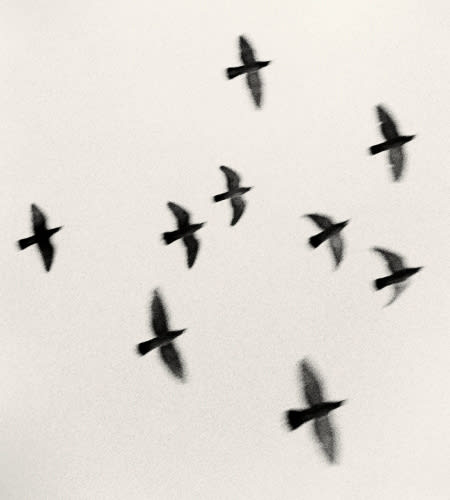 Michael Kenna, Nine Birds, Izumo Taisha, Honshu, 2001 (Printed 2006)