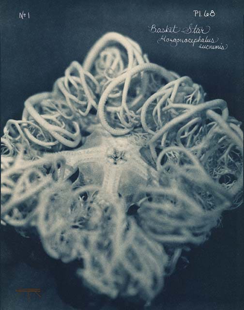 Laszlo Layton, Basket Star, 2005