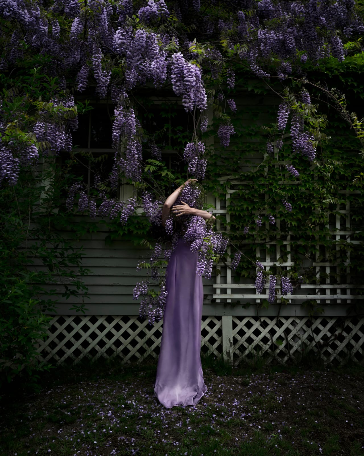 Cig Harvey, Wisteria, 2021