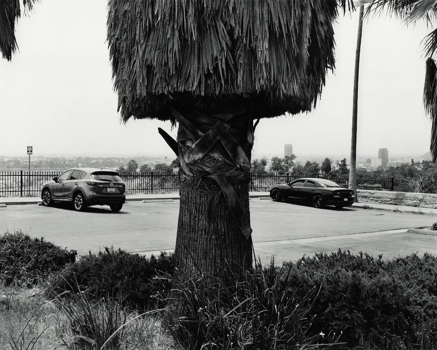 Ryan McIntosh, Grandview Point, Elysian Park, Los Angeles, CA, 2020