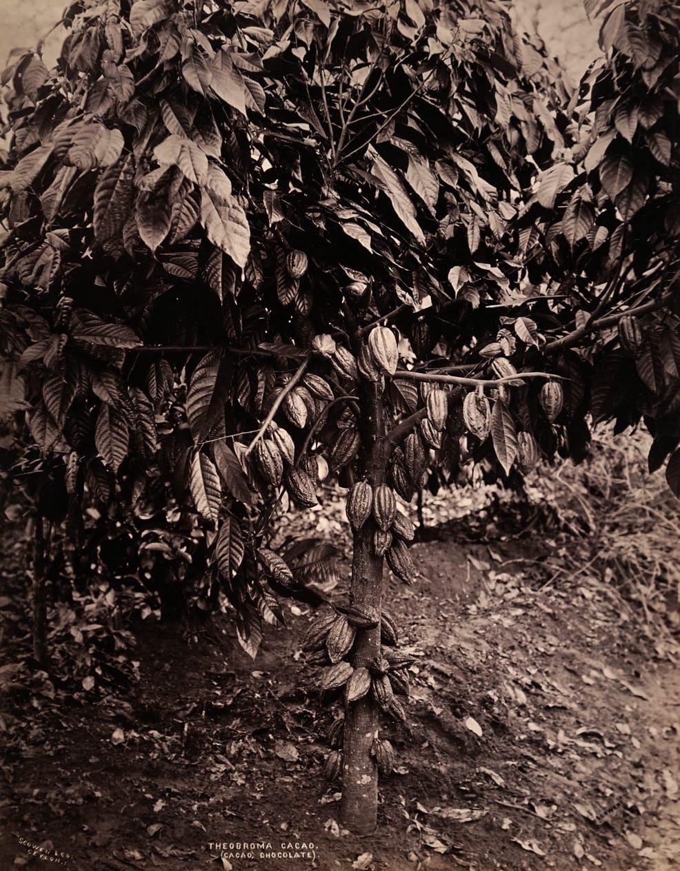 Charles Scowen, Cacao, Chocolate, 1880