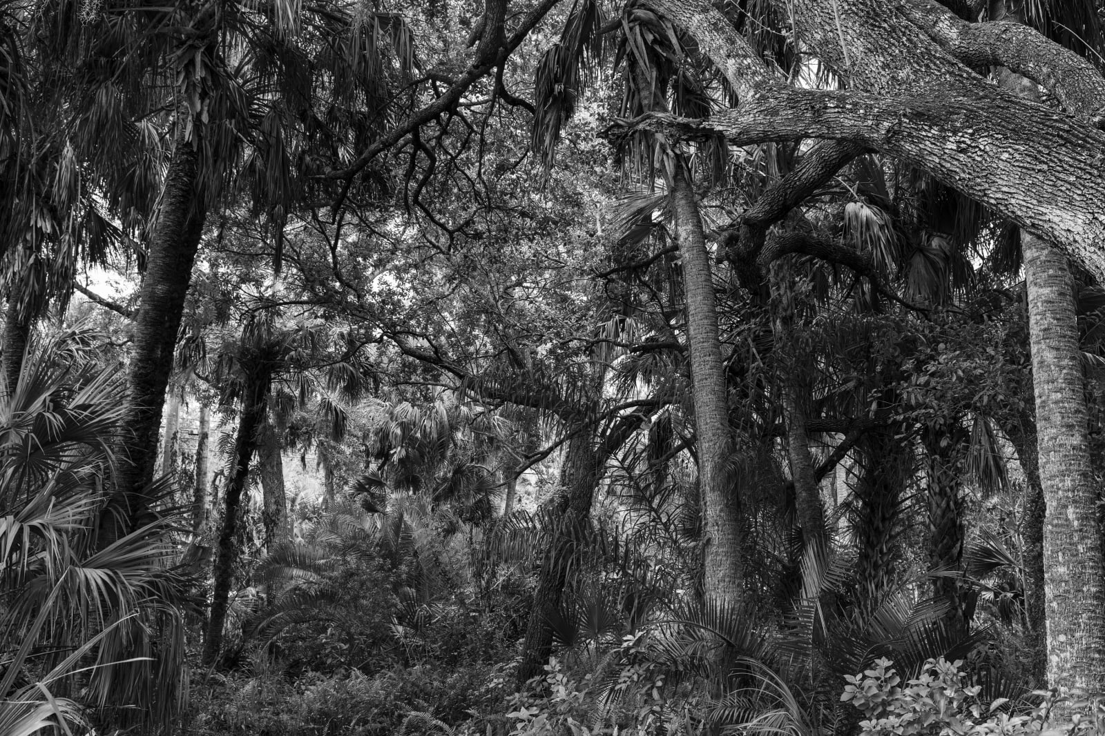 Anastasia Samoylova, Forest, Estero, 2020