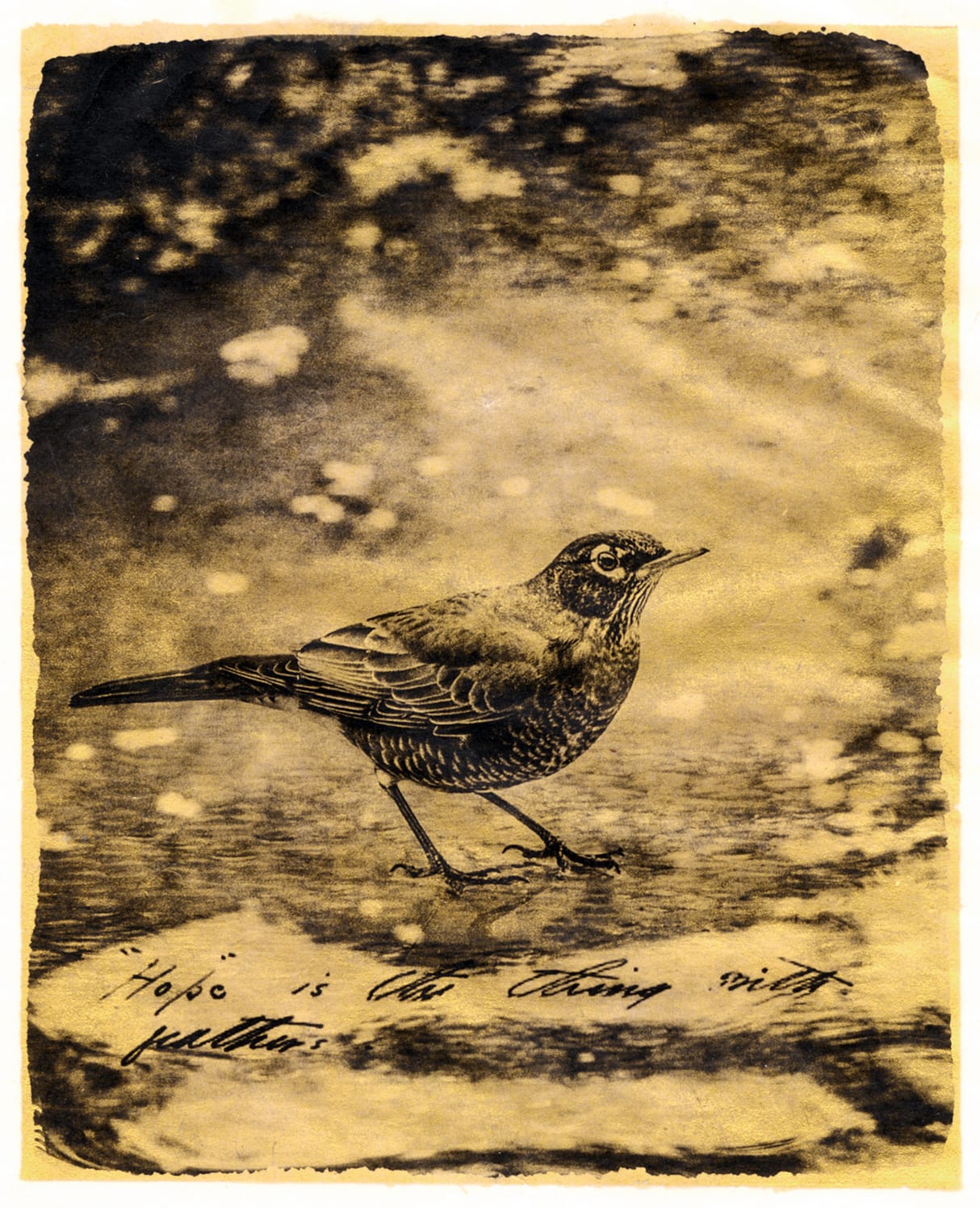 Brigitte Carnochan, Hope Is the Thing with Feather, 2018
