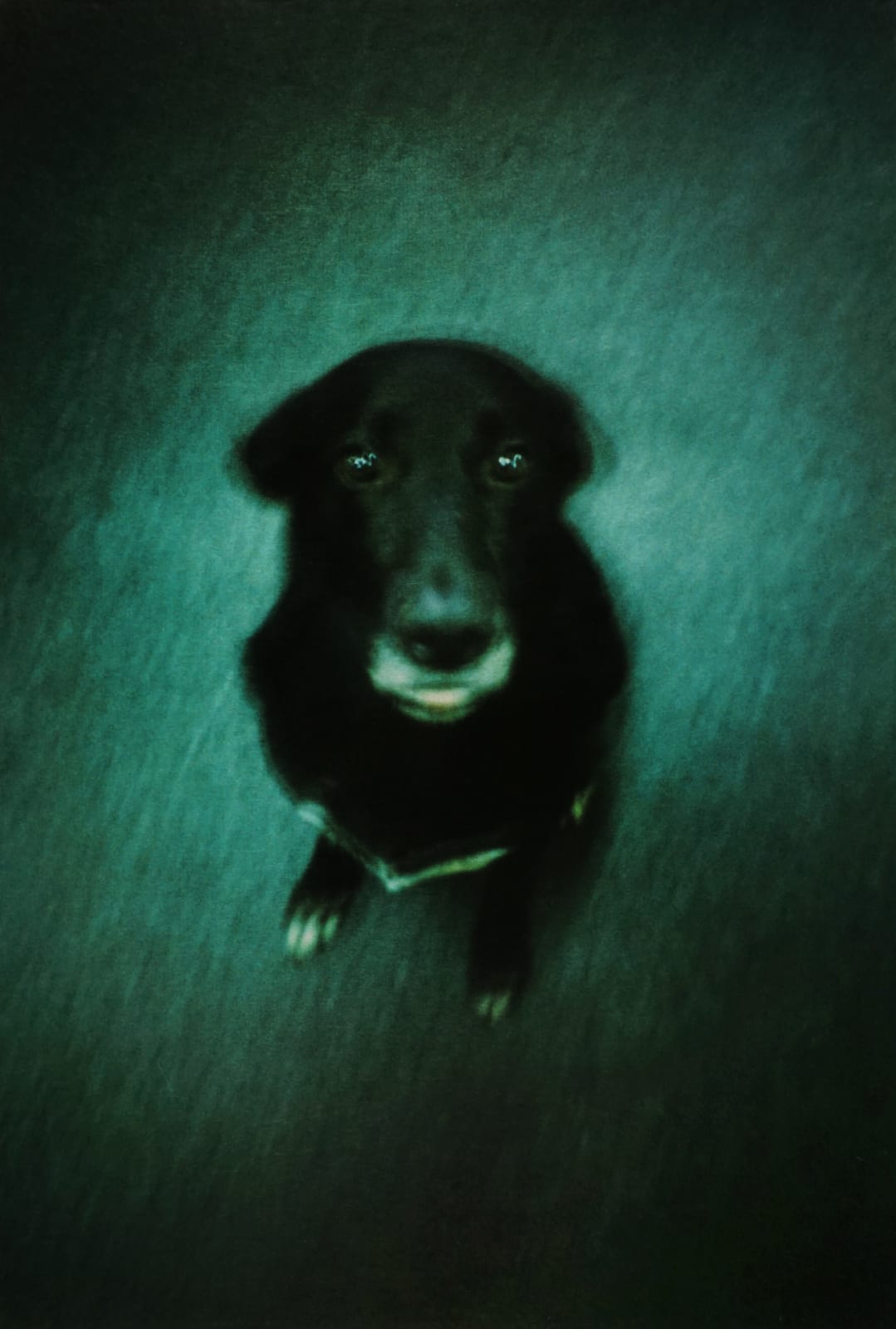 Dolorès Marat, Le chien noir sans nom, 2008
