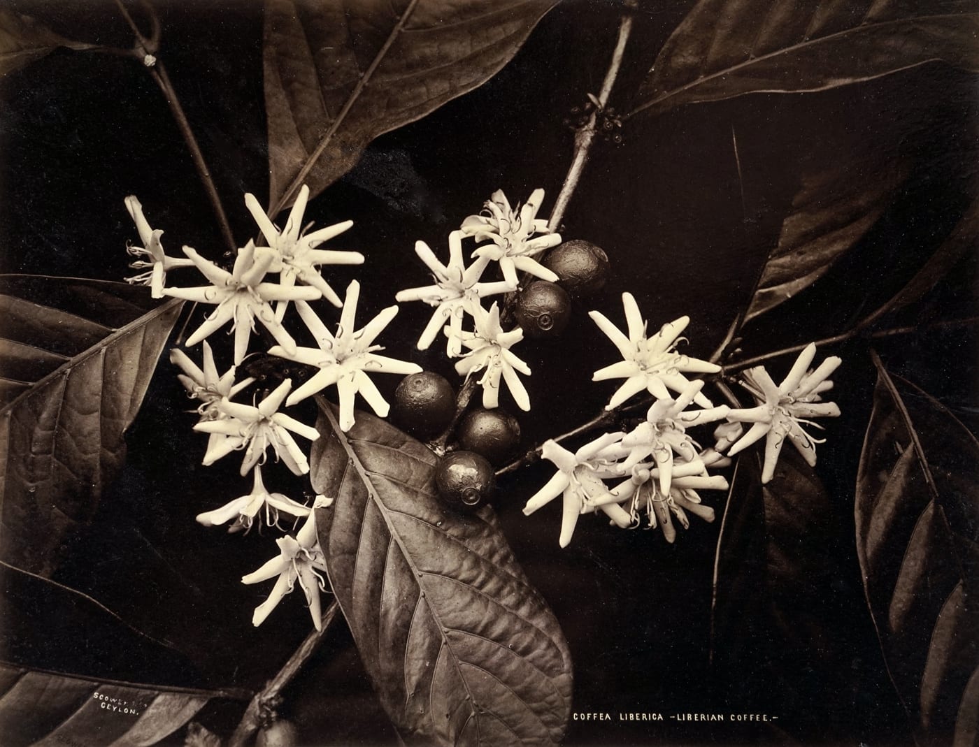 Charles Scowen, Coffea Liberica- Liberian Coffee, CA, c. 1870-1879