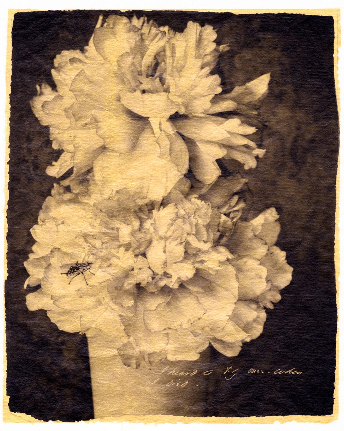 Brigitte Carnochan, I Heard a Fly Buzz When I Died, 2018