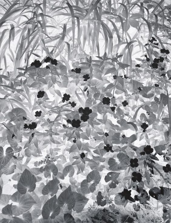 Paul Caponigro, Negative Print, Brewster, New York, 1963