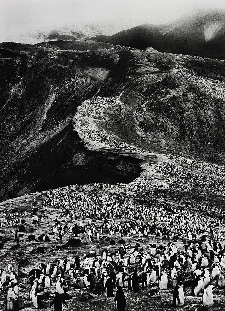 Sebastião Salgado, Chinstrap Penguins (Pygoscelis Antartica), Deception Island, Antarctica, 2005 (Printed 2012)