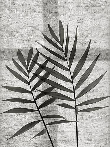 Kristoffer Albrecht, Leaves, 1983