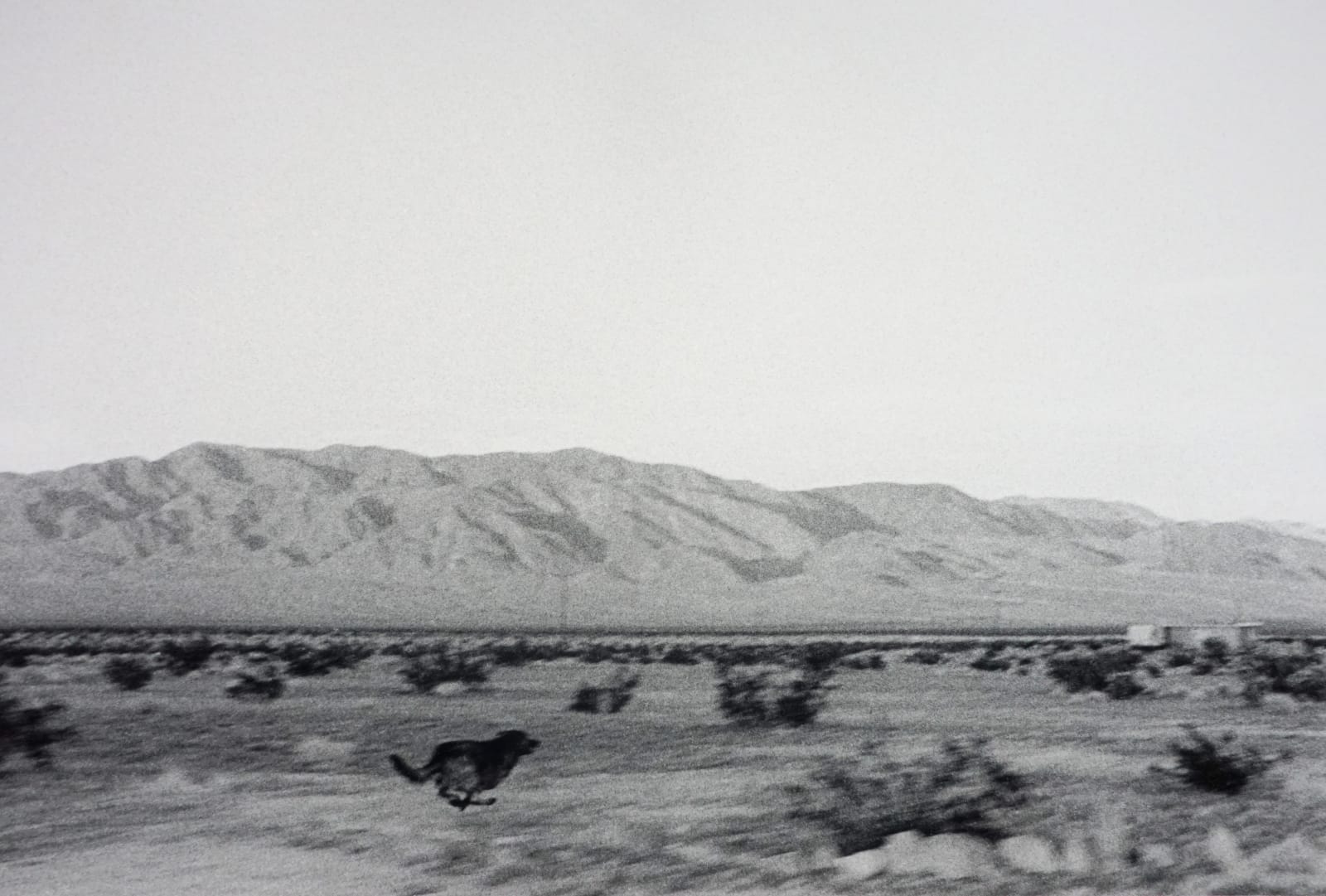 John Divola, From "Dogs Chasing My Car in the Desert", 1996-1998