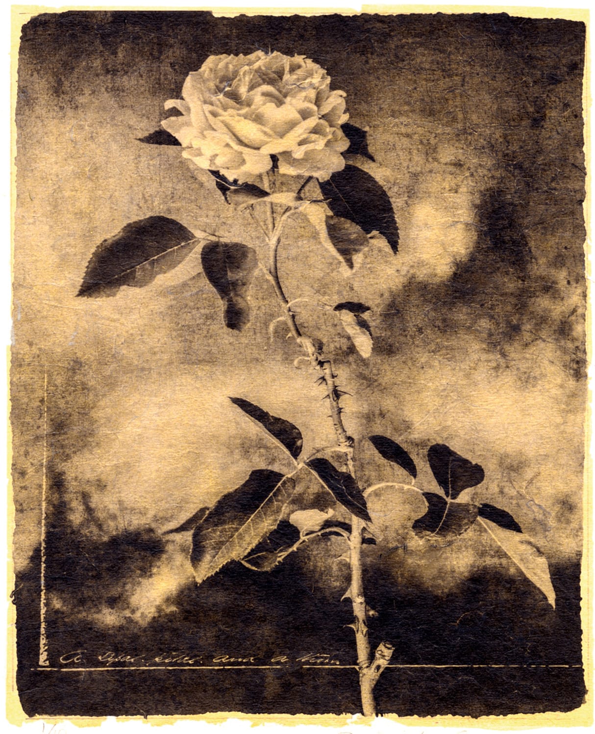 Brigitte Carnochan, A Sepal, Petal and a Thorn, 2018