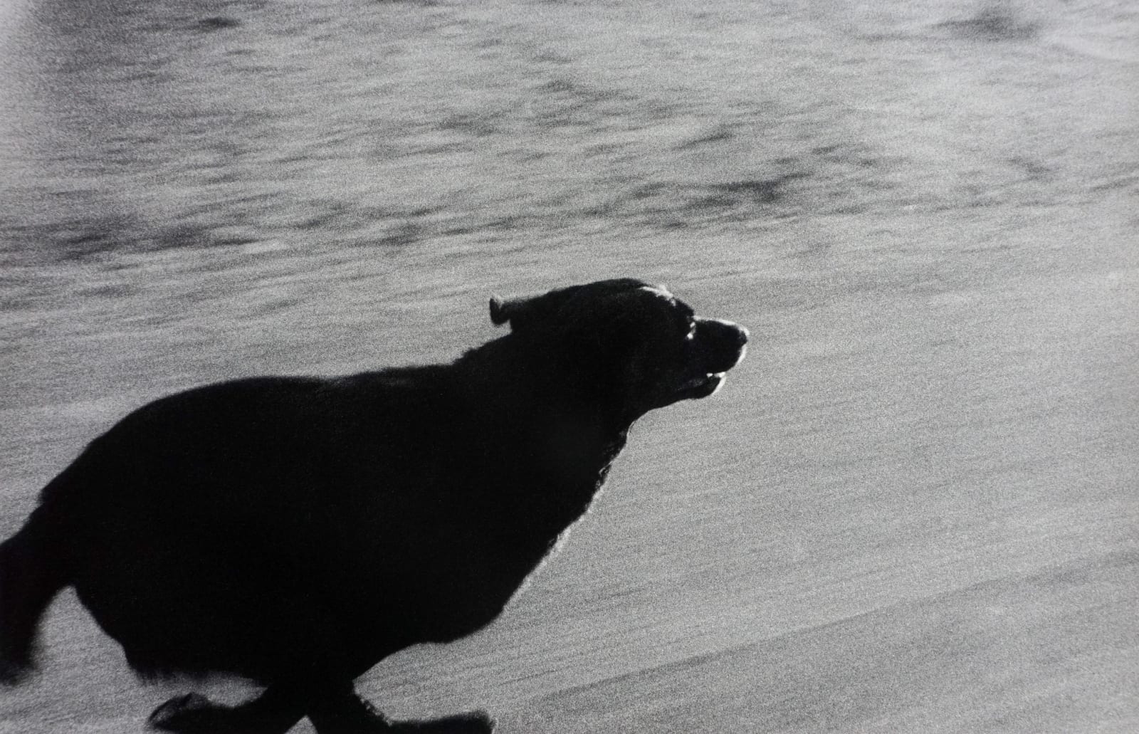 John Divola, From "Dogs Chasing My Car in the Desert", 1996-1998