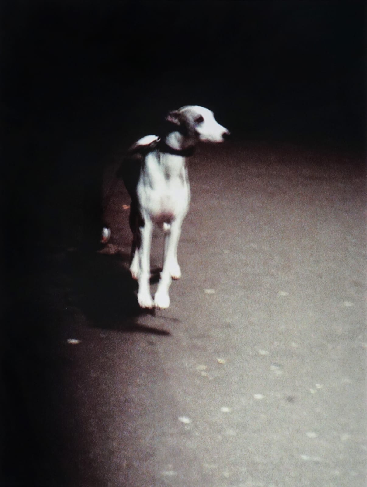 Joséphine Michel, Lude p. 29, 2004